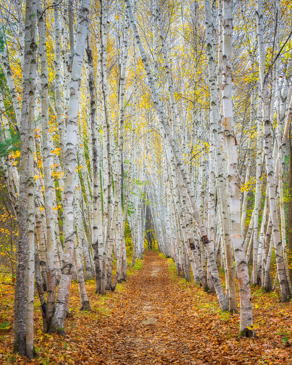 MAB-20211023-NH-BIRCH-TREES-AUTUMN-25268.jpg