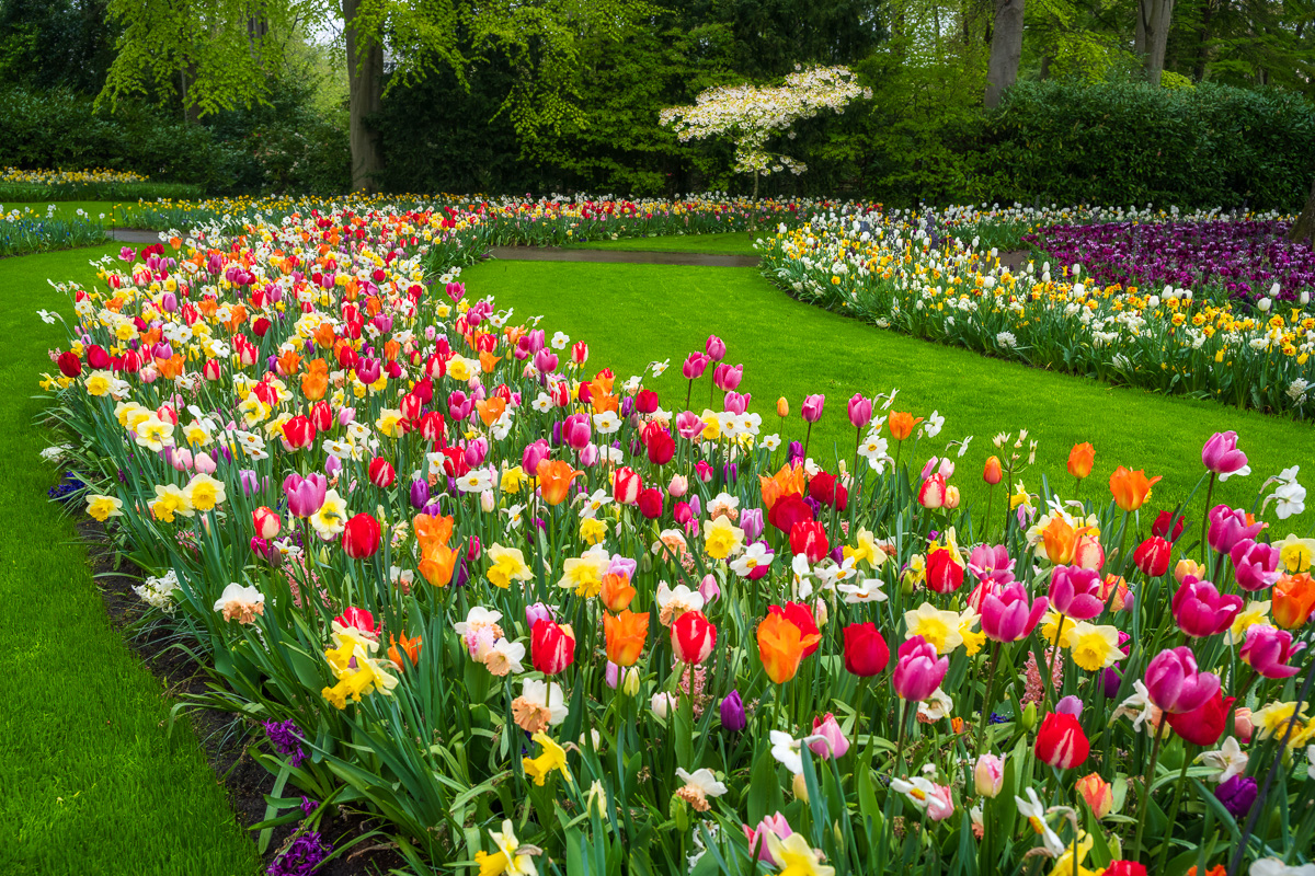 MAB-20250421-NETHERLANDS-KEUKENHOF-GARDEN-TULIPS-26181.jpg