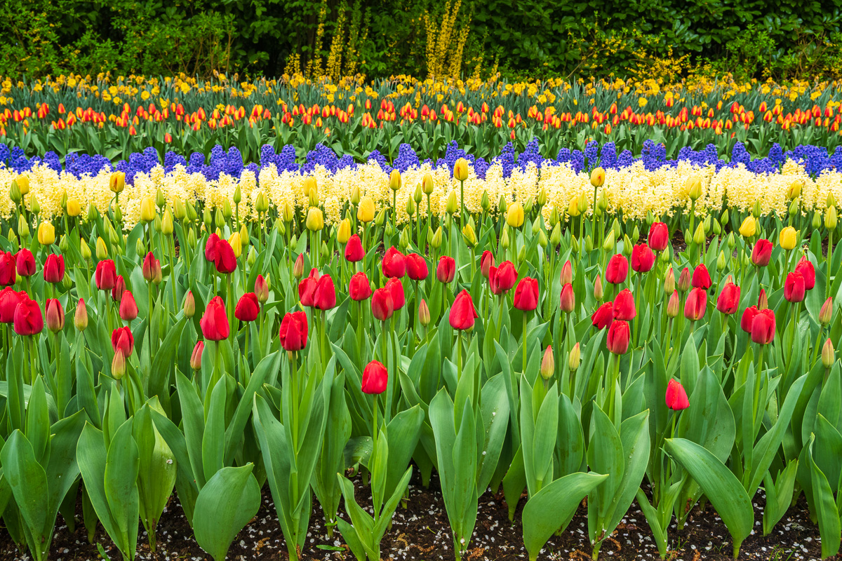MAB-20250421-NETHERLANDS-KEUKENHOF-GARDEN-TULIPS-26240.jpg